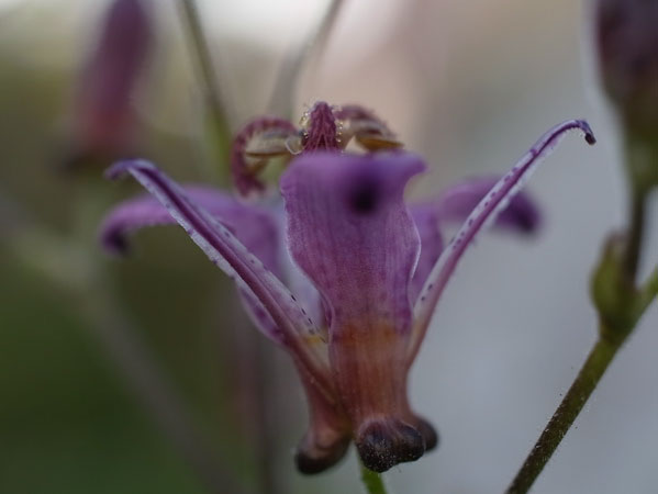 f:id:elmikamino:20101005150029j:image