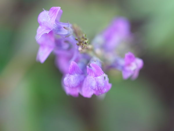 f:id:elmikamino:20101005150030j:image