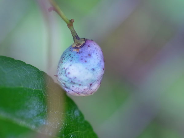 f:id:elmikamino:20101005150032j:image