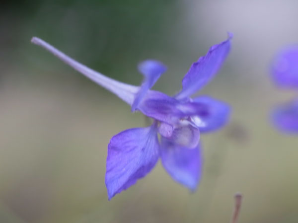 f:id:elmikamino:20101005150033j:image