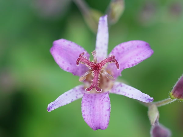 f:id:elmikamino:20101005150035j:image