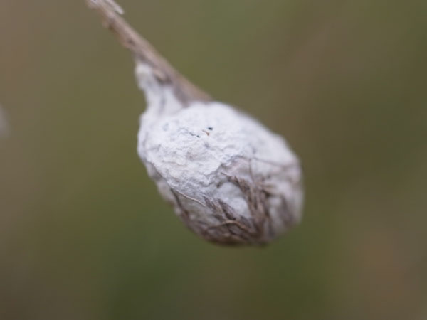 f:id:elmikamino:20101008120643j:image