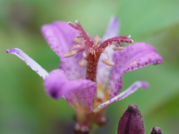 f:id:elmikamino:20101008120645j:image