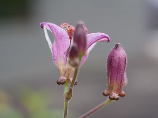 f:id:elmikamino:20101008120646j:image