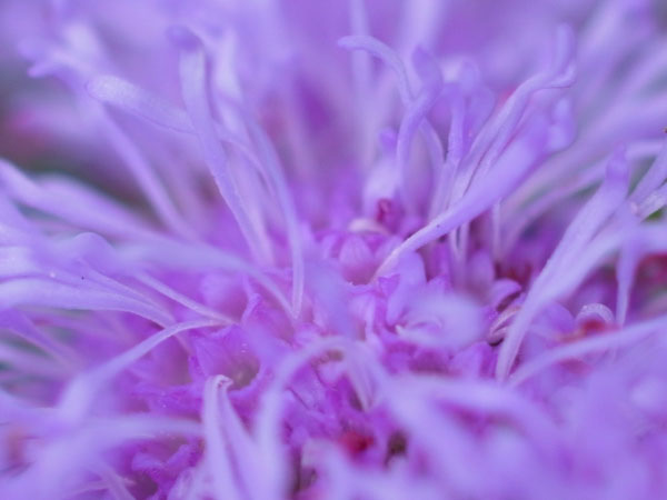 f:id:elmikamino:20101008120647j:image