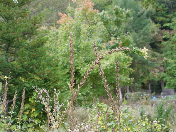 f:id:elmikamino:20101008120650j:image