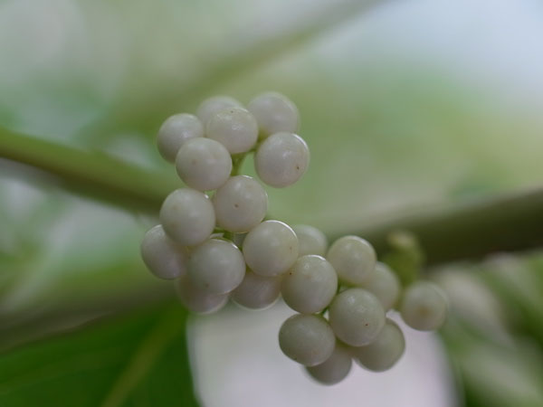 f:id:elmikamino:20101008120654j:image