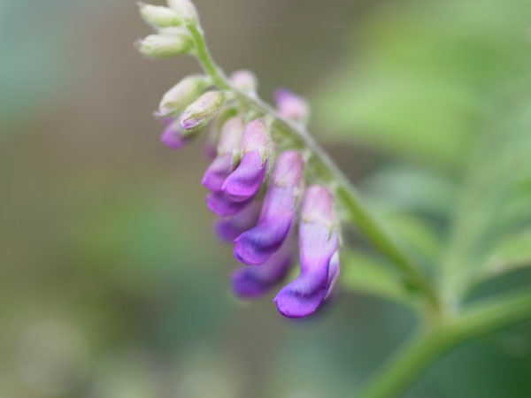 f:id:elmikamino:20101008120659j:image