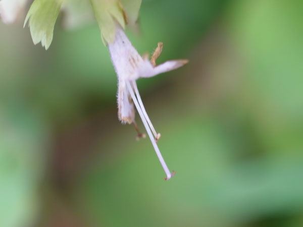 f:id:elmikamino:20101008120702j:image