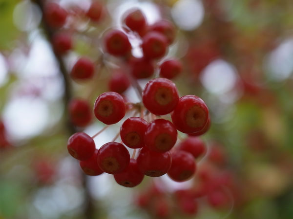 f:id:elmikamino:20101008120703j:image