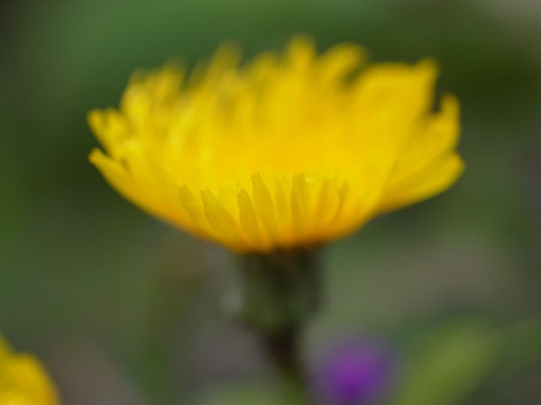 f:id:elmikamino:20101008120704j:image