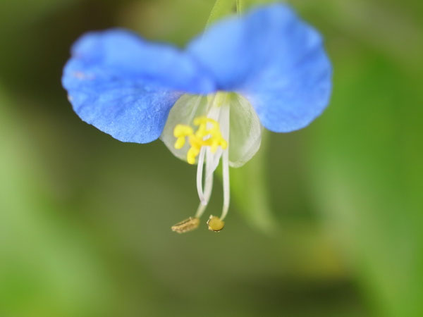 f:id:elmikamino:20101008120705j:image