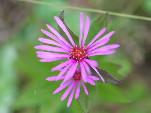 f:id:elmikamino:20101008120707j:image