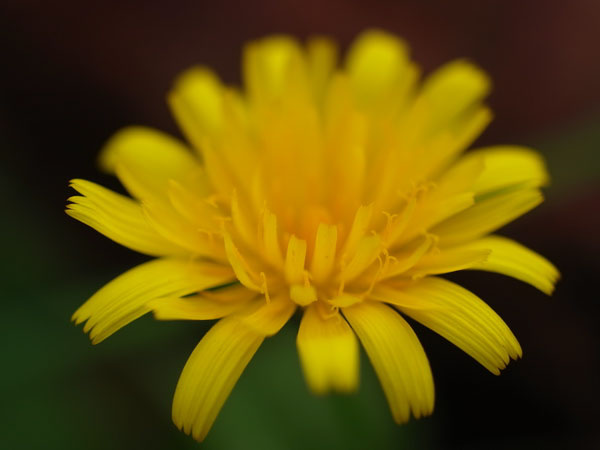 f:id:elmikamino:20101008120708j:image