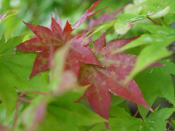 f:id:elmikamino:20101008120710j:image