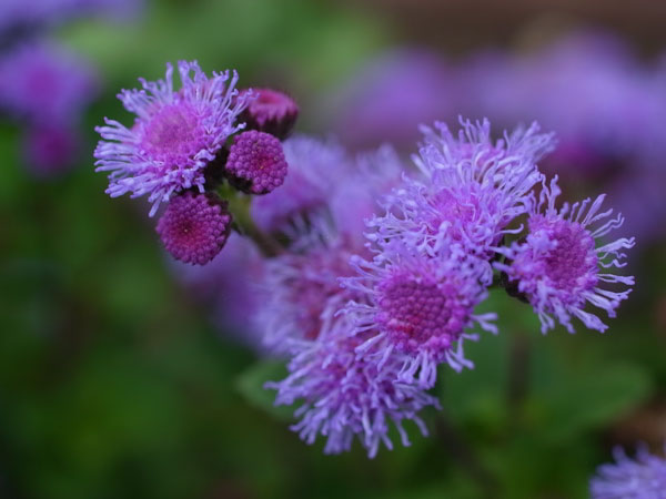 f:id:elmikamino:20101008120712j:image