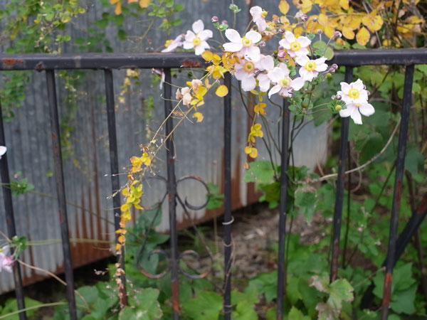 f:id:elmikamino:20101008120714j:image
