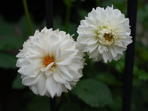 f:id:elmikamino:20101008121457j:image