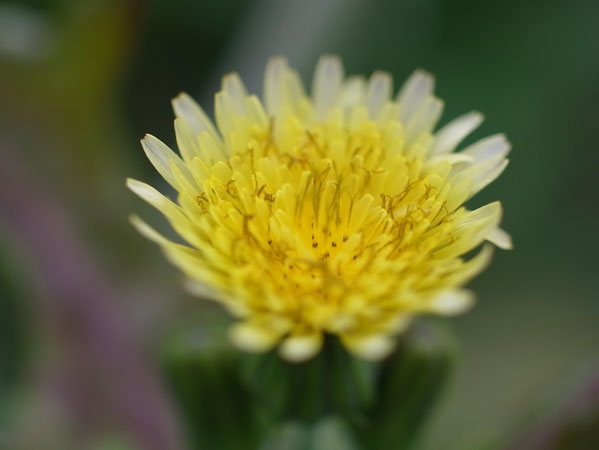 f:id:elmikamino:20101008125405j:image
