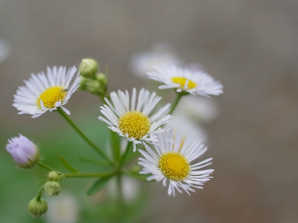 f:id:elmikamino:20101009110109j:image