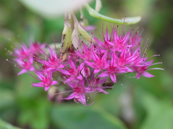 f:id:elmikamino:20101009110111j:image