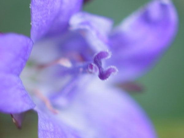 f:id:elmikamino:20101009110112j:image