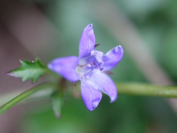 f:id:elmikamino:20101009110113j:image