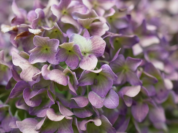 f:id:elmikamino:20101009110115j:image