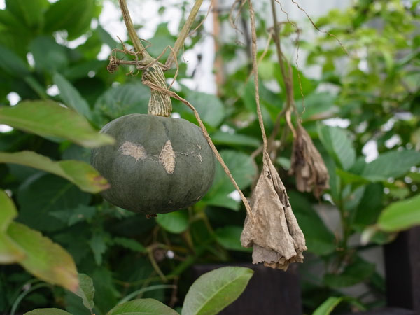 f:id:elmikamino:20101009110117j:image