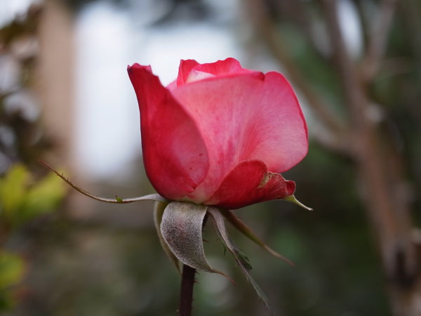 f:id:elmikamino:20101009110119j:image