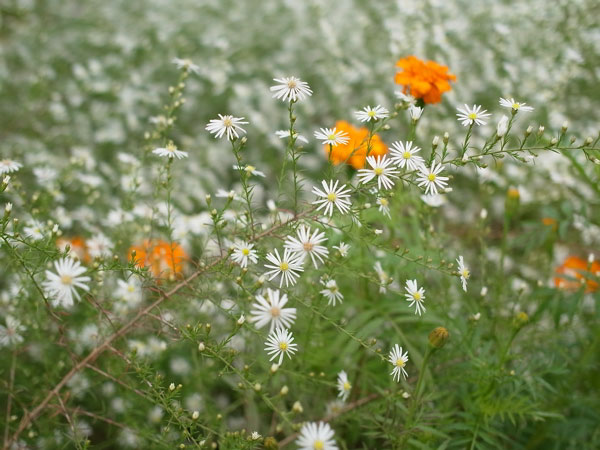 f:id:elmikamino:20101009110124j:image