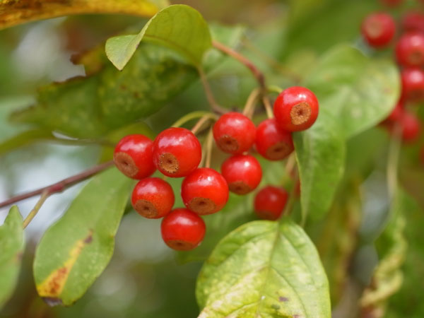 f:id:elmikamino:20101009110125j:image