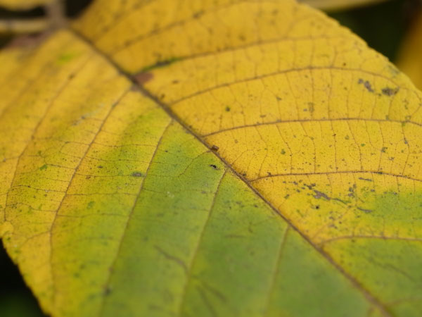 f:id:elmikamino:20101009110126j:image