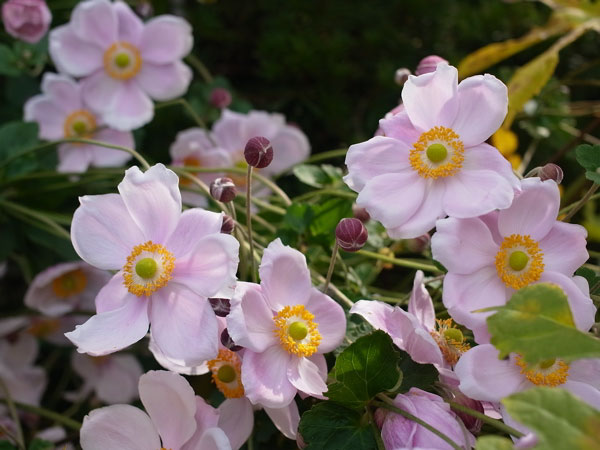 f:id:elmikamino:20101009110127j:image