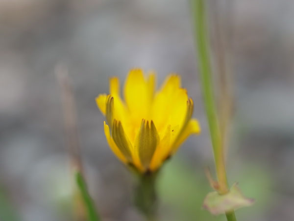 f:id:elmikamino:20101009110128j:image