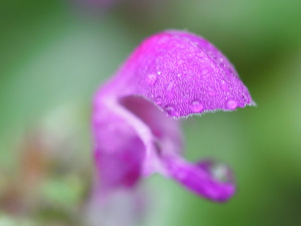 f:id:elmikamino:20101010122931j:image