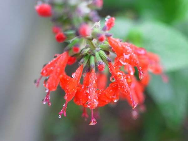 f:id:elmikamino:20101010122932j:image