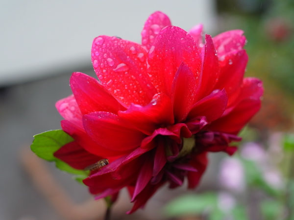 f:id:elmikamino:20101010122933j:image