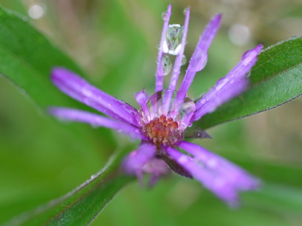 f:id:elmikamino:20101010122934j:image