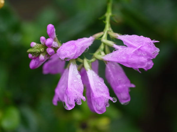 f:id:elmikamino:20101010122935j:image