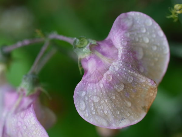 f:id:elmikamino:20101010122937j:image