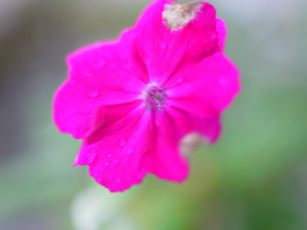 f:id:elmikamino:20101010122939j:image
