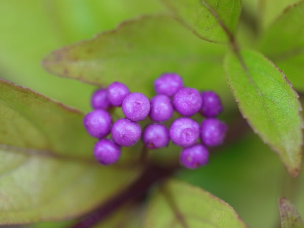 f:id:elmikamino:20101010122941j:image