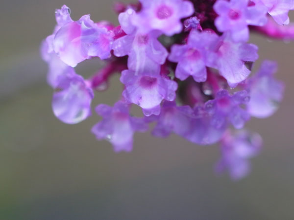 f:id:elmikamino:20101010122942j:image