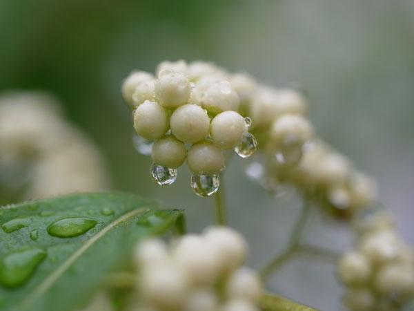f:id:elmikamino:20101010122944j:image