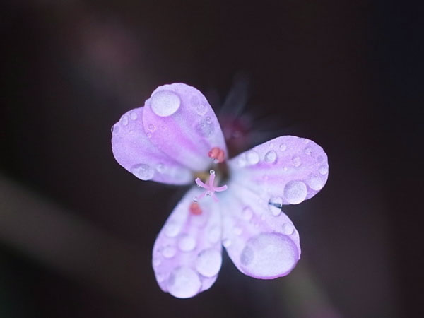 f:id:elmikamino:20101010122945j:image