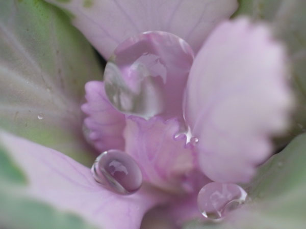 f:id:elmikamino:20101010122946j:image