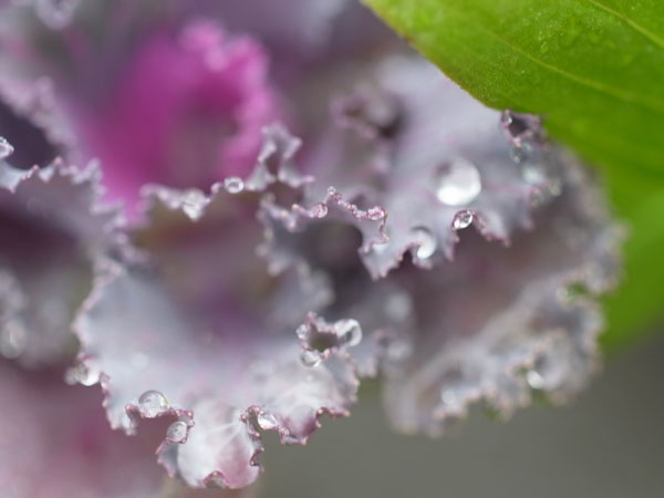 f:id:elmikamino:20101010122948j:image