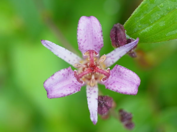 f:id:elmikamino:20101010122950j:image