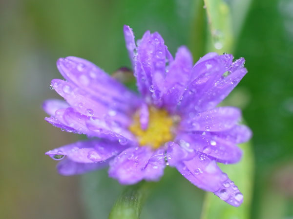 f:id:elmikamino:20101010122951j:image
